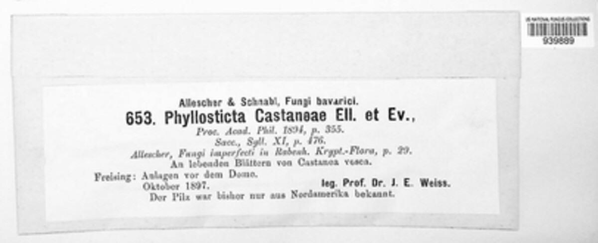 Phyllosticta castaneae image
